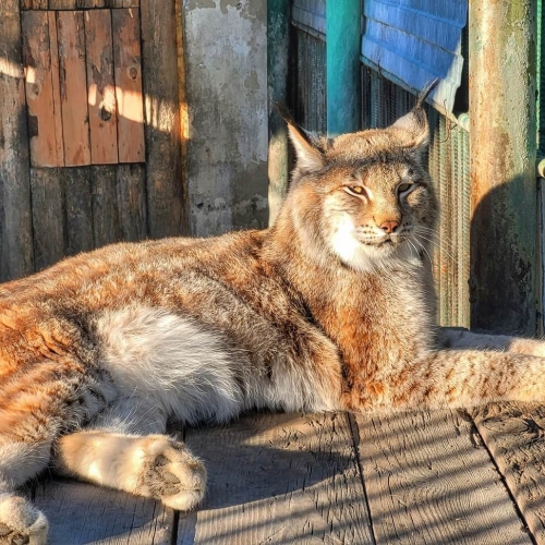 Сибирская рысь