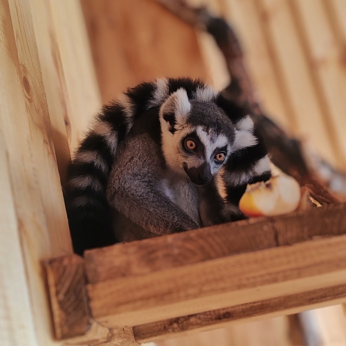 Кошачий лемур