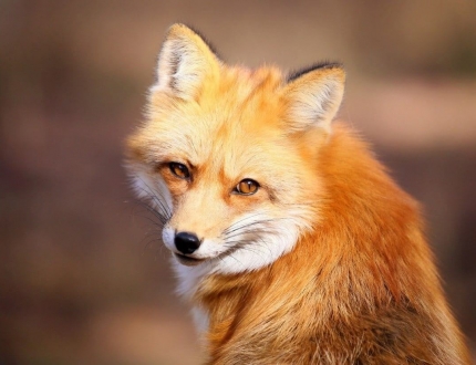 Рыжая лисица
