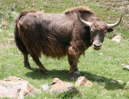 Як домашний