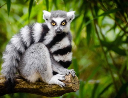 Кошачий лемур