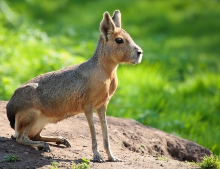 Патагонская мара